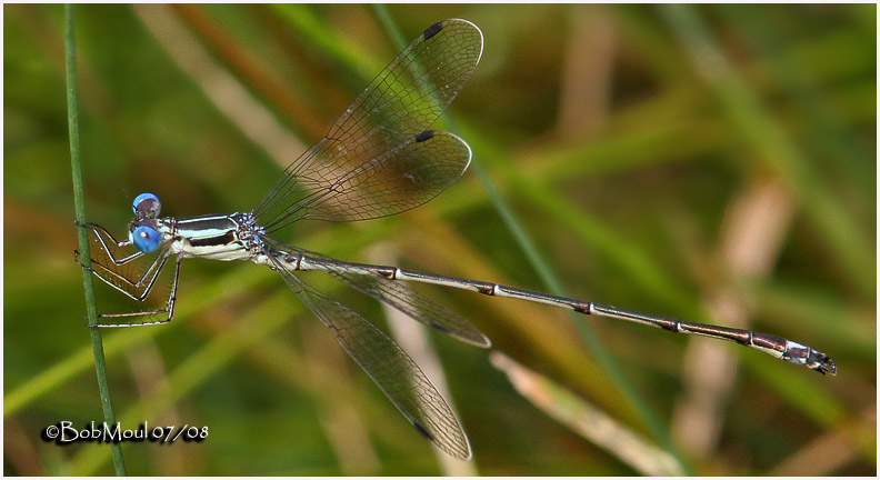 Slender spreadwing damselfly (Lestes rectangularis) Slender spreadwing damselfly (Lestes rectangularis) Credit: Bob Moul